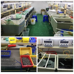 龙岗区一电镀黑工厂因擅自生产被查处